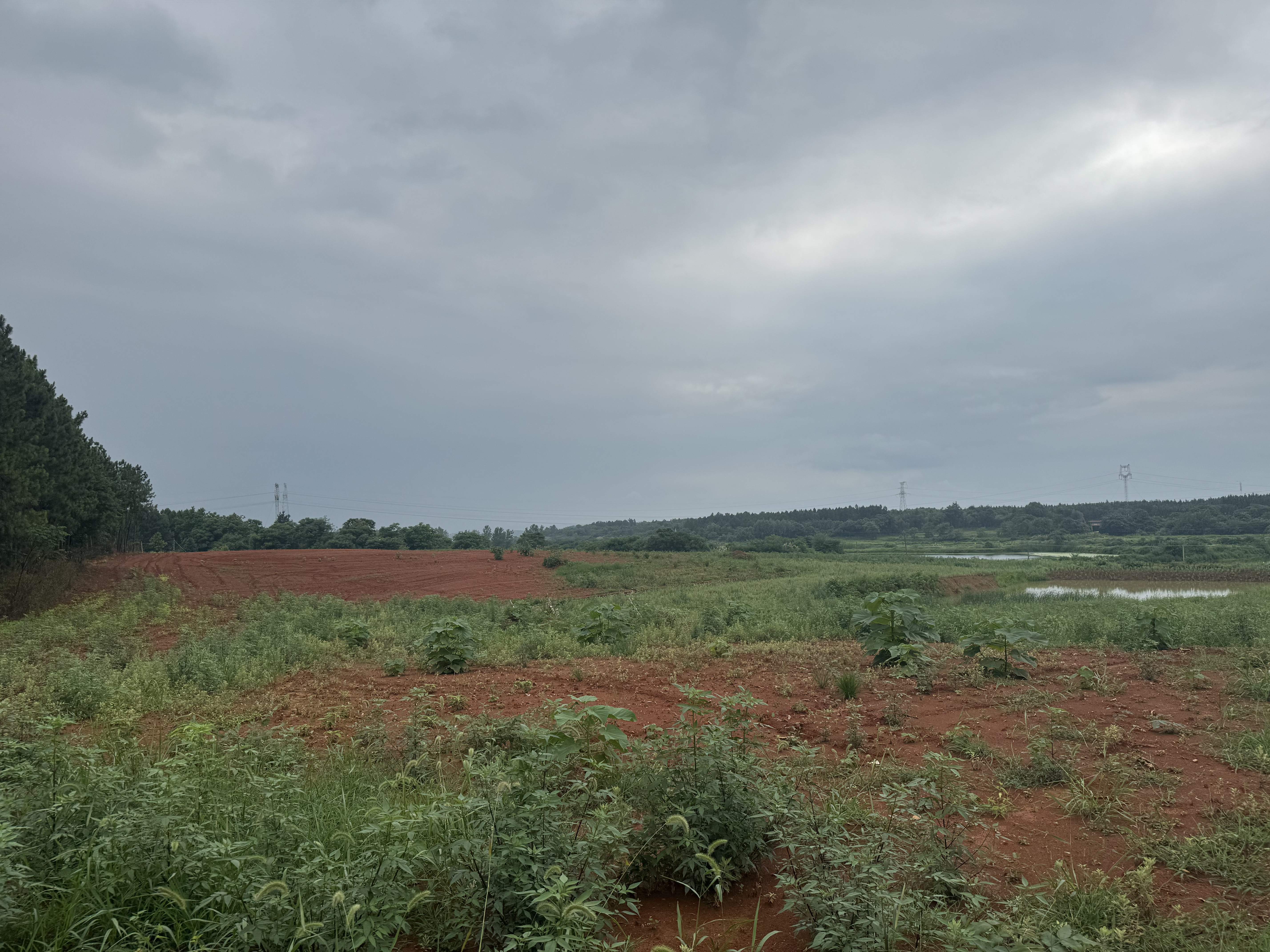 Wudoudi Village, Chidong Town, Qichun County, Hubei Province. Li Tian rents land here to cultivate mugwort.